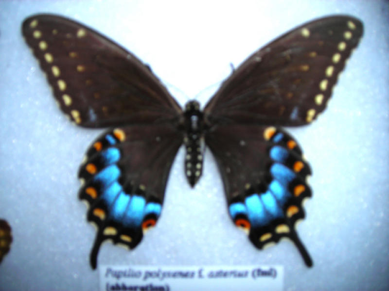 Papilio  polyxenes fem (aberration) Boxford, Essex Co. MA 20-Jul-1999 (Internet Image property of respective owner, non-commercial use only)
